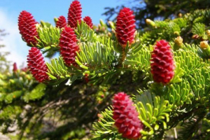 Spruce ayanskaya